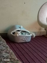 Anfal review photo