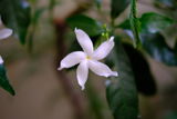 GS Murthy review photo