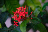 GS Murthy review photo