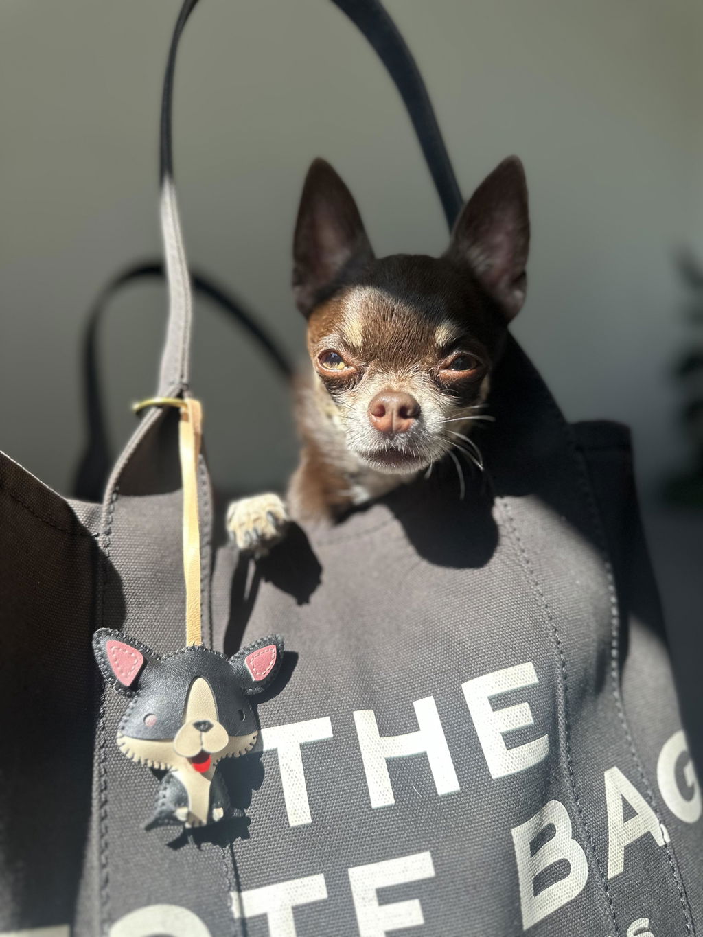 Dog Collection