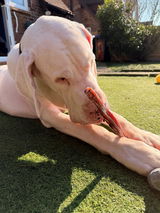 A J M***hy review photo