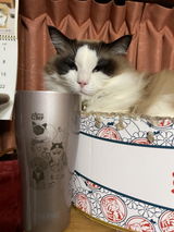 もこ太 review photo