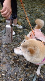 きなにゃん母 review photo
