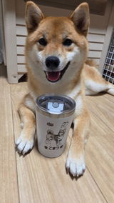 こまつ review photo