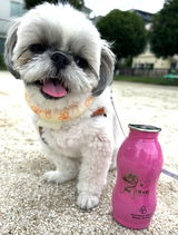ちゃむ🐶 review photo