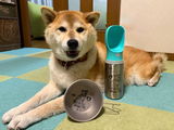 柴犬風ちゃん review photo