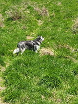 Beena review photo