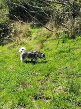 Beena review photo