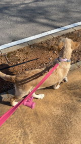 Canela review photo