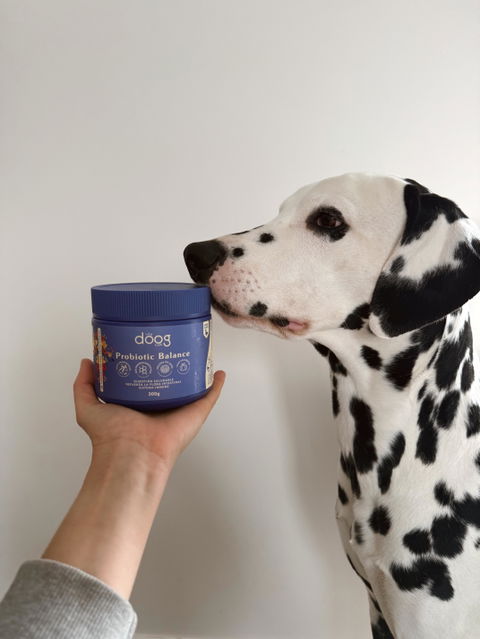Suplemento digestivo perros y gatos