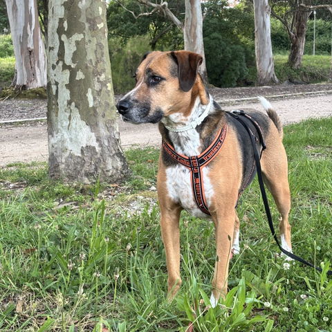 Suplemento digestivo perros y gatos