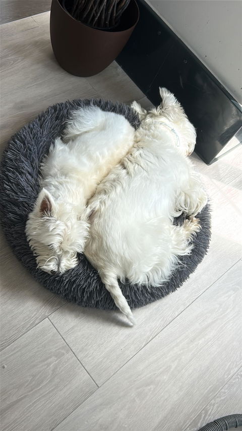 Suplemento digestivo perros y gatos