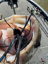 Billy Elbert- SoMo Fish Co review photo