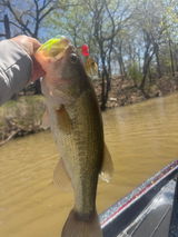 Billy Elbert- SoMo Fish Co review photo