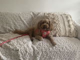 Ally review photo