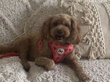 Ally review photo