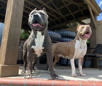 Ultimate Blend Raw Dog Food