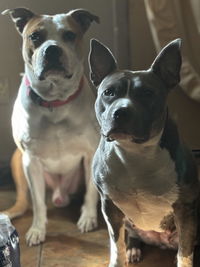 Premium Blend Raw Dog Food