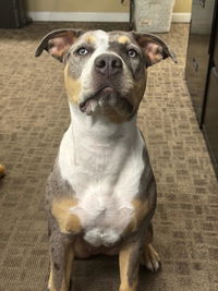 Premium Blend Raw Dog Food
