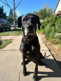 Foundation Blend Raw Dog Food