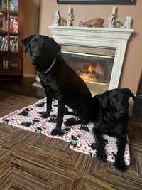 Premium Blend Raw Dog Food