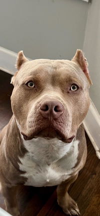 Complete Blend Raw Dog Food