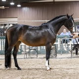 Payton Hardinge review photo