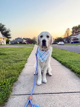 Levi the EC Golden review photo
