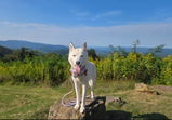 Husky_sashanova review photo