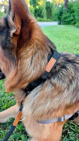 Shadow the Jazzy Shepherd review photo