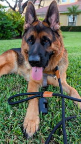 Shadow the Jazzy Shepherd review photo
