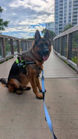 shadowthejazzyshepherd review photo