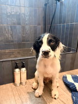 Oatmeal & Honey Dog Conditioner