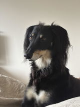 Oatmeal & Honey Dog Shampoo