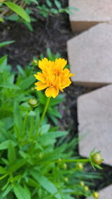 S.P. review photo