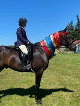 Estella dressage review photo