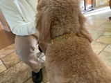 Andie review photo