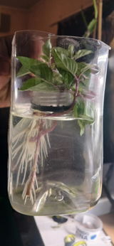 Monarae C. review photo