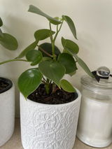 Anthea review photo