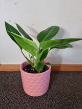 Kimberley Don review photo