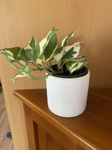 HalieK review photo