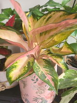 Rosie review photo