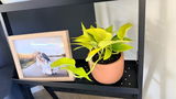 The Lily Pot