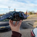 Lexi review photo