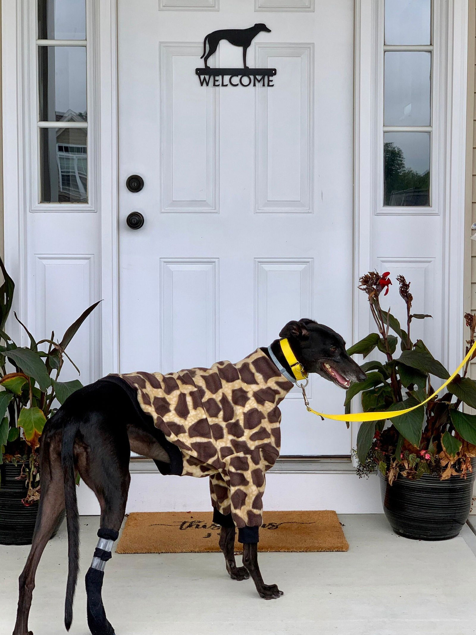 Miniature Schnauzer Dog Welcome Sign or Name Plaque | The Metal