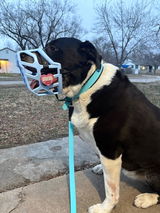 Kora&Mushu review photo