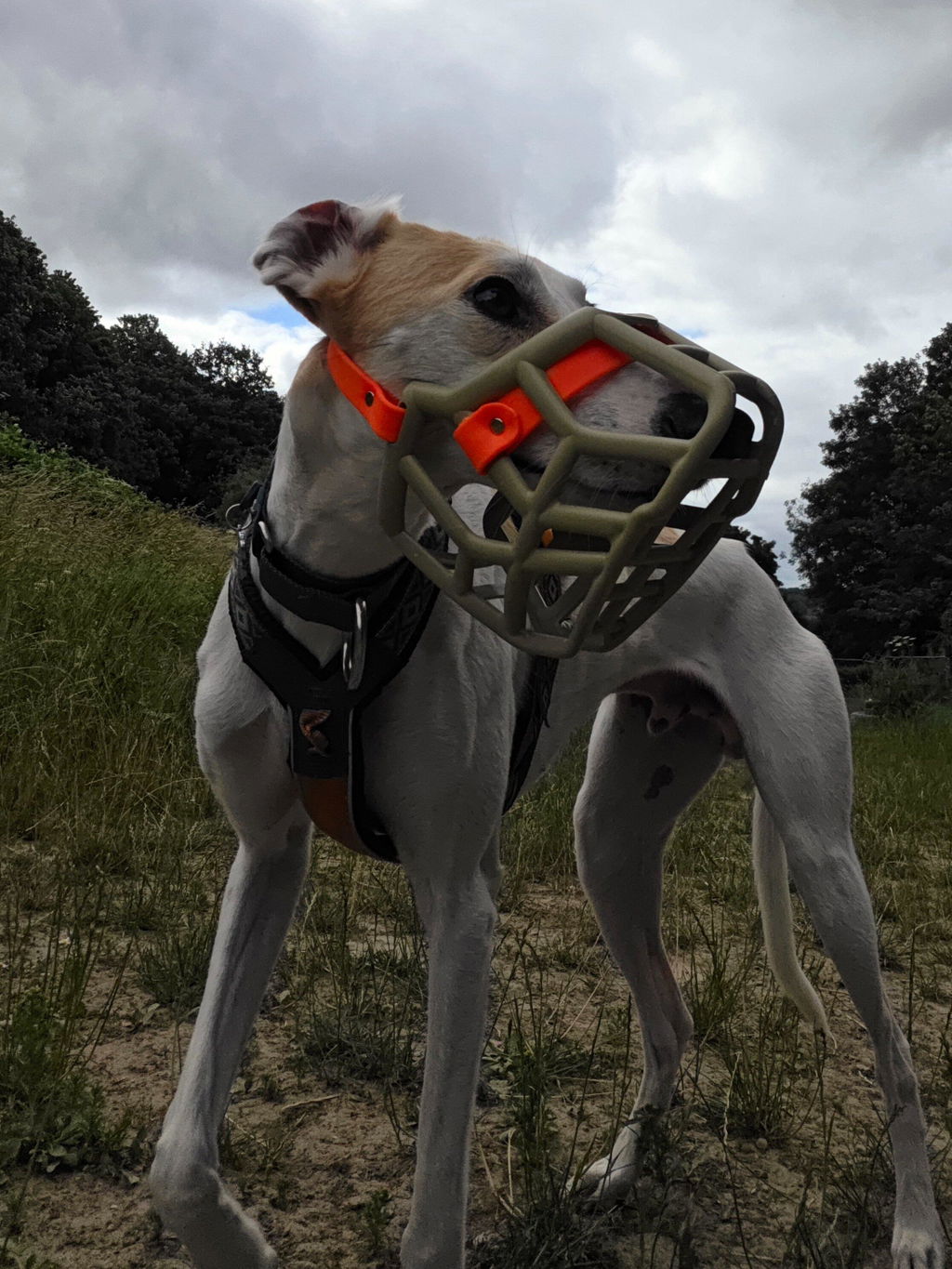 Size Rex Dog Muzzle - Made to order muzzle with colour customisation