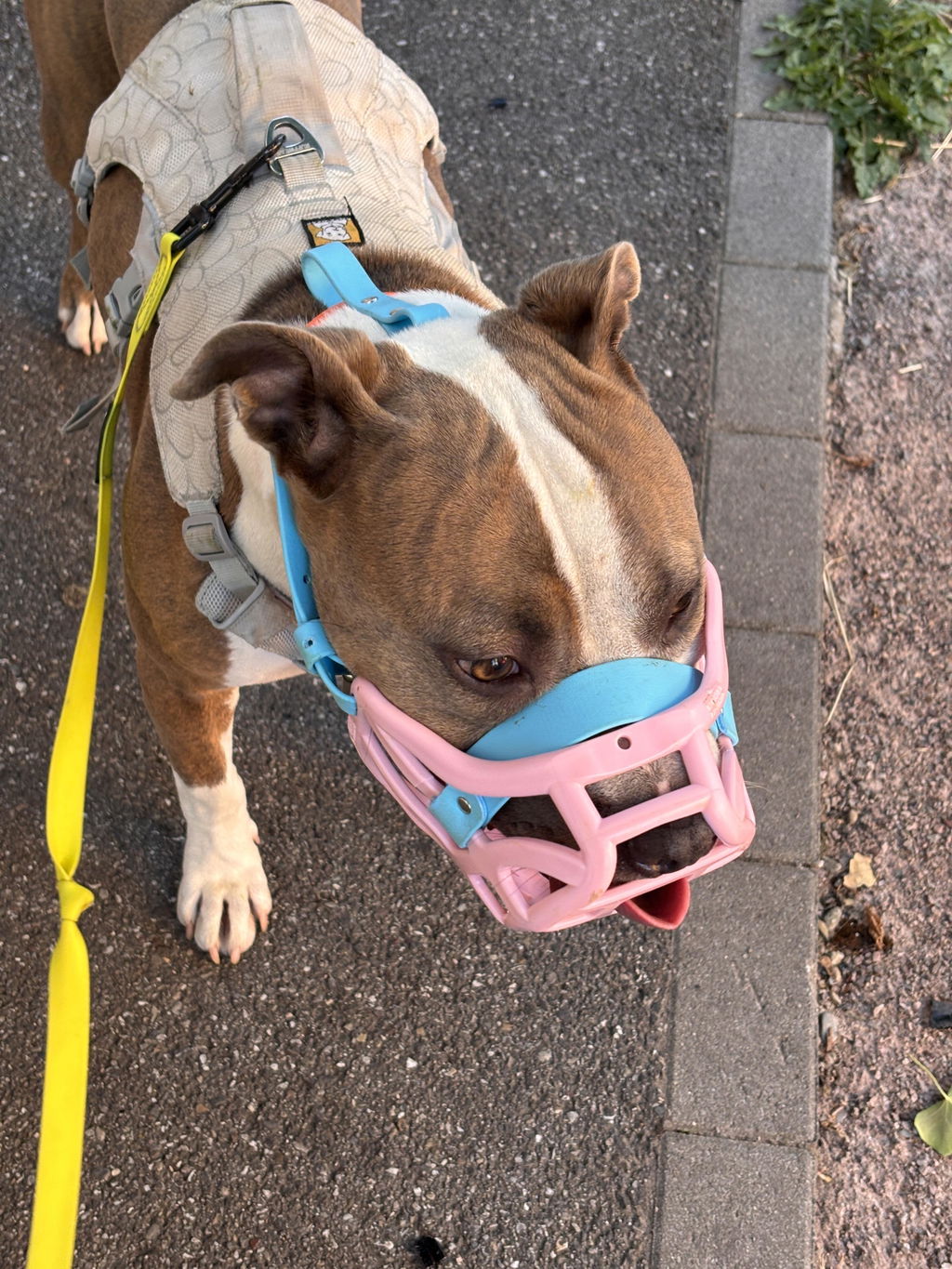 Size Pippa Dog Muzzle - ready to ship