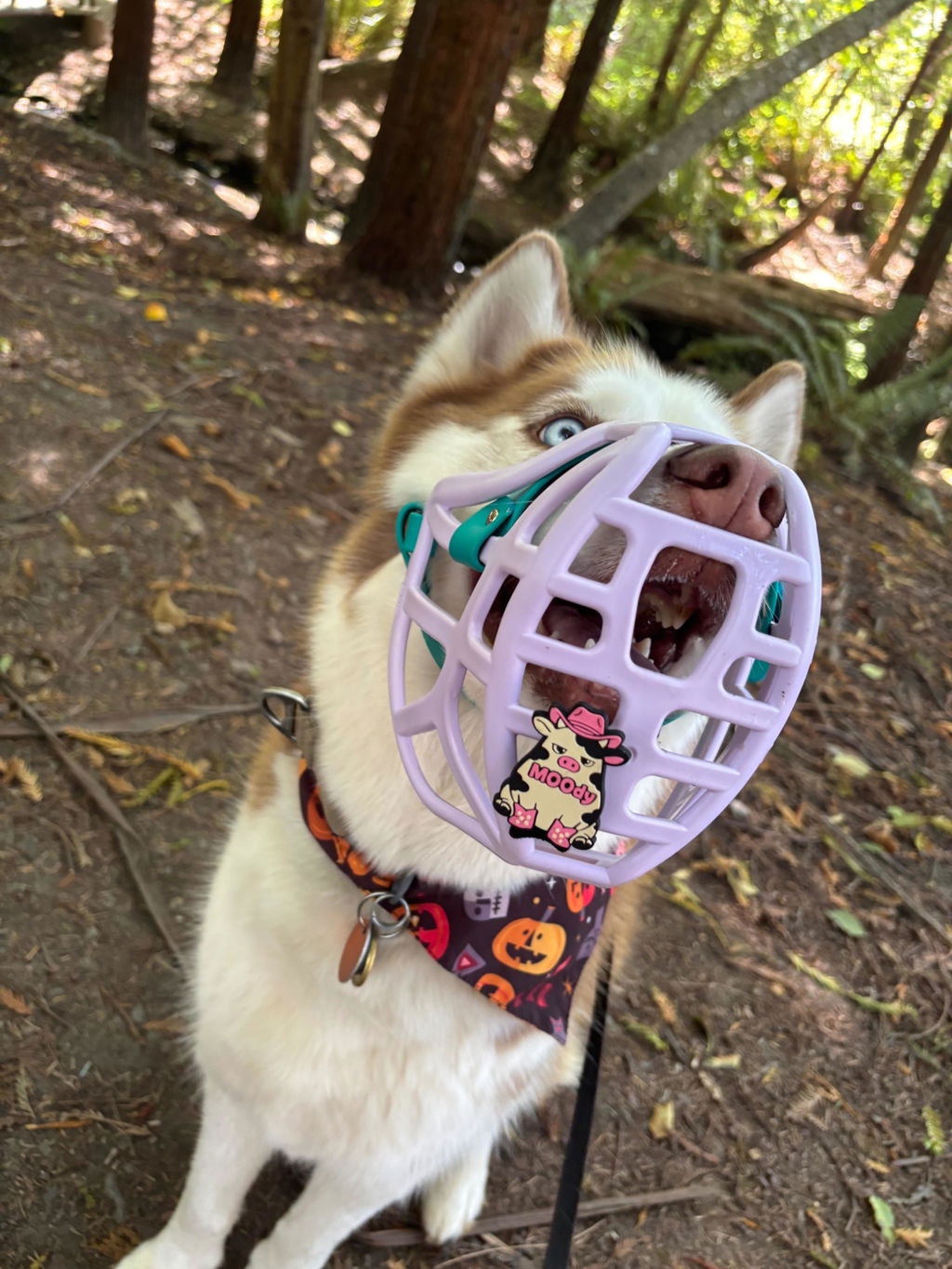 Size Pippa Dog Muzzle - Made to order muzzle with colour customisation