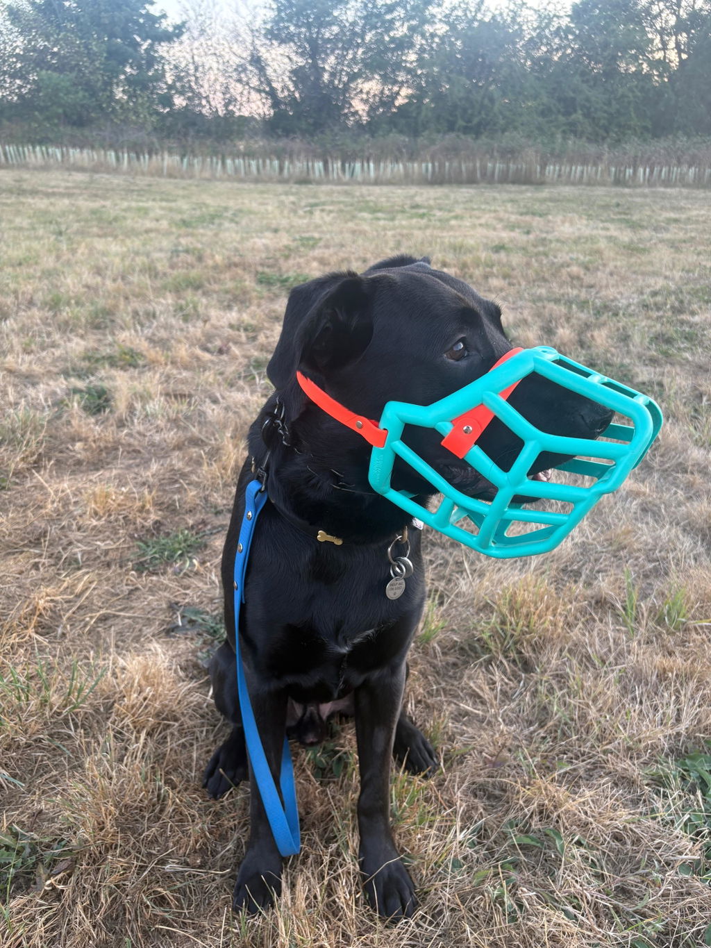 Size Sunny Dog Muzzle- Made to order muzzle with colour customisation